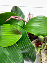 Load image into Gallery viewer, Orchids