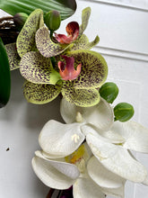 Load image into Gallery viewer, Orchids