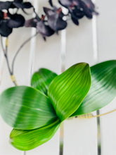 Load image into Gallery viewer, Black Orchid Hoop