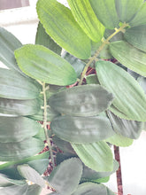 Load image into Gallery viewer, Curry Leaf Plant Wreath
