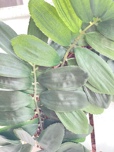 Curry Leaf Plant Wreath