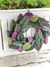 Load image into Gallery viewer, Calathea Ornata Plant Wreath
