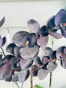 Black Orchid Hoop